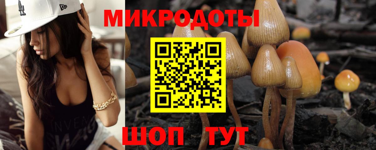 Псилоцибиновые грибы Cubensis Шахты